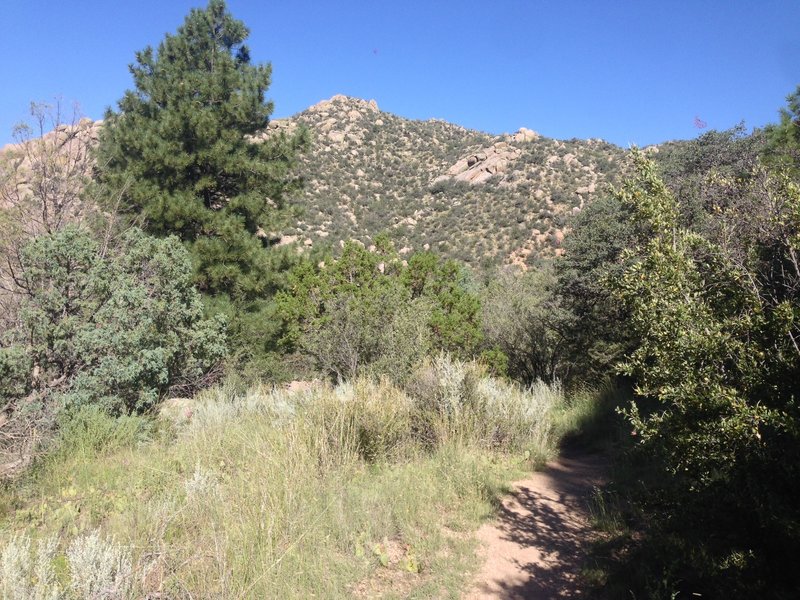 The transition area between sandy grassland and mountain pines.