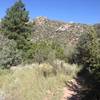 The transition area between sandy grassland and mountain pines.