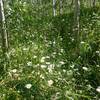 Wildflowers and aspens on a lush August day