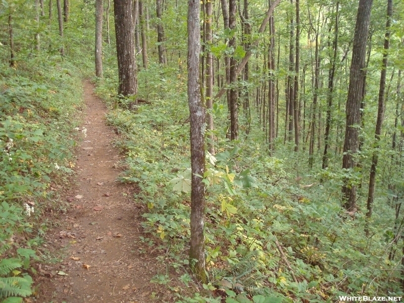 The Appalachian Trail between Gooch and Woody Gap