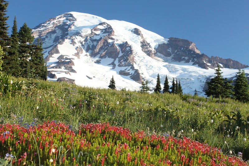 Paradise @ Mount Rainier National Park