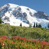 Paradise @ Mount Rainier National Park