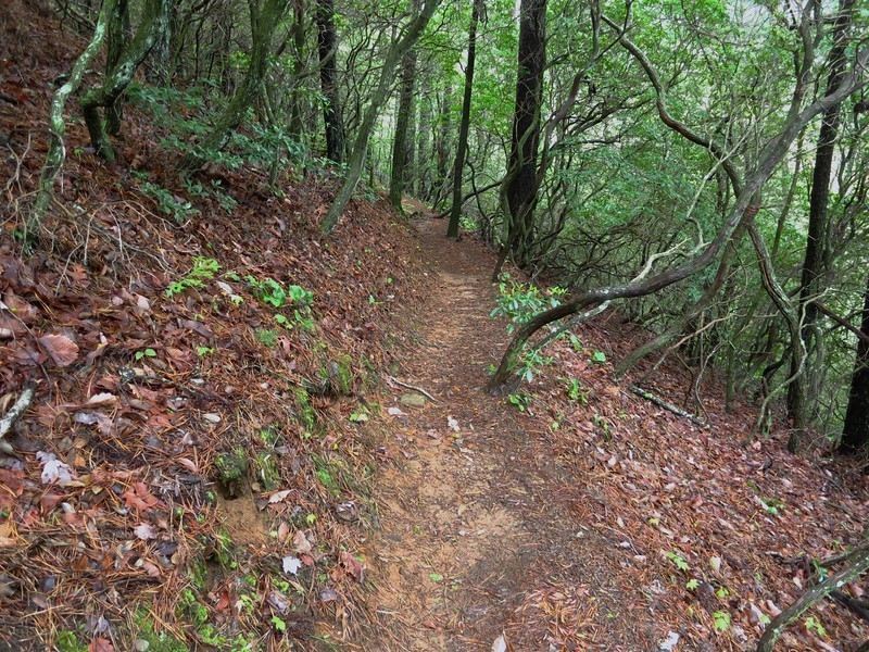 Dockery Lake Trail at the first turn in the trail.