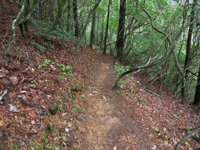 Dockery Lake Trail at the first turn in the trail.