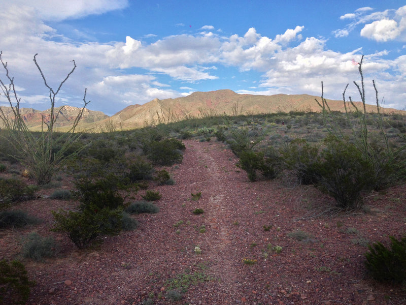 True to its name, Ocotillo Trail passes through a number of the desert plants, some growing up to twenty feet.