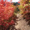 Wonderful foliage along the Wind Caves Trail