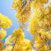 Aspens, all dressed up for autumn.