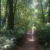 A lone hiker checks out a large Douglas fir on the Dogwood Trail. Bill Cunningham Photo