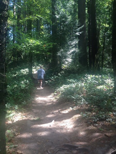 A runner makes his way up the Keil Trail. Bill Cunningham Photo