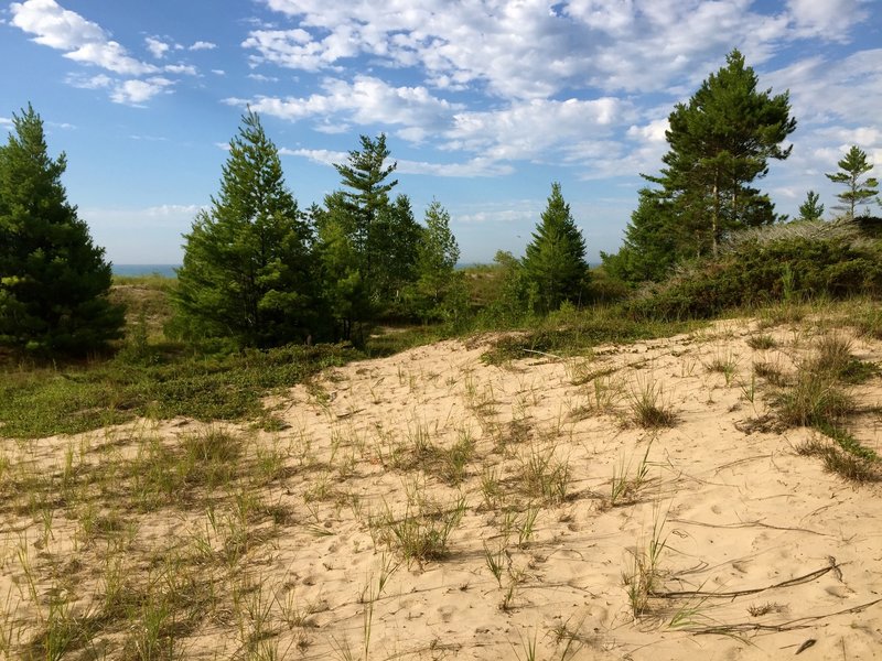 On a dune, looking toward the southeast