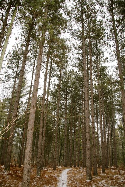 Pines in winter.