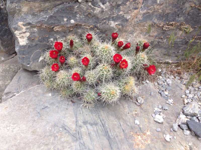 A flowering cactus with gorgeous scarlet flowers