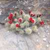 A flowering cactus with gorgeous scarlet flowers