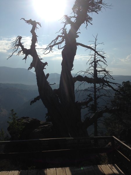 A washed out photograph of the old Jardine Juniper, reported to be about 1500 years old, as well as the overlook deck that sits right in front of it.