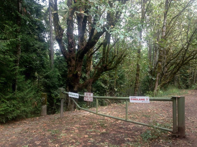 An impressive big-leaf maple stands at the trailhead of Springville Rd. and Fire Lane 7.