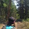 The trail to a canopy of pine and aspen trees.