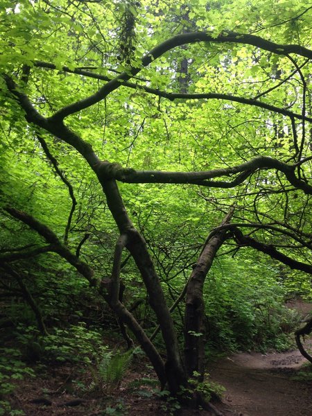 The sun shines down through the branches of a vine maple. Bill Cunningham Photo