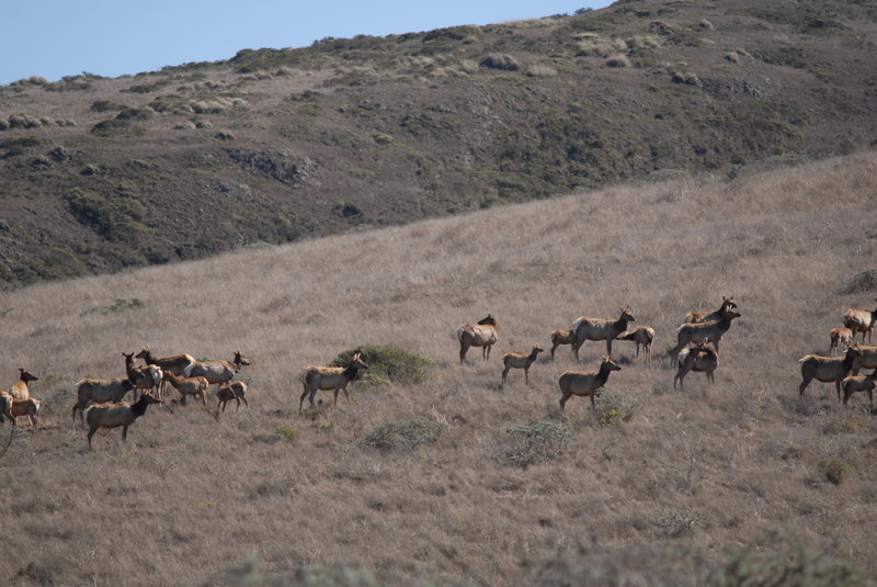 Tule Elk at the preserve.