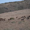 Tule Elk at the preserve.