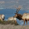 Tule elk male, Tule Elk Reserve, Tomales Bay