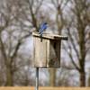 Early spring bluebird at Blue Mound State Park