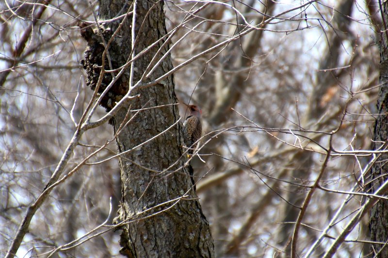 Northern Flicker, early spring.