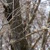 Northern Flicker, early spring.