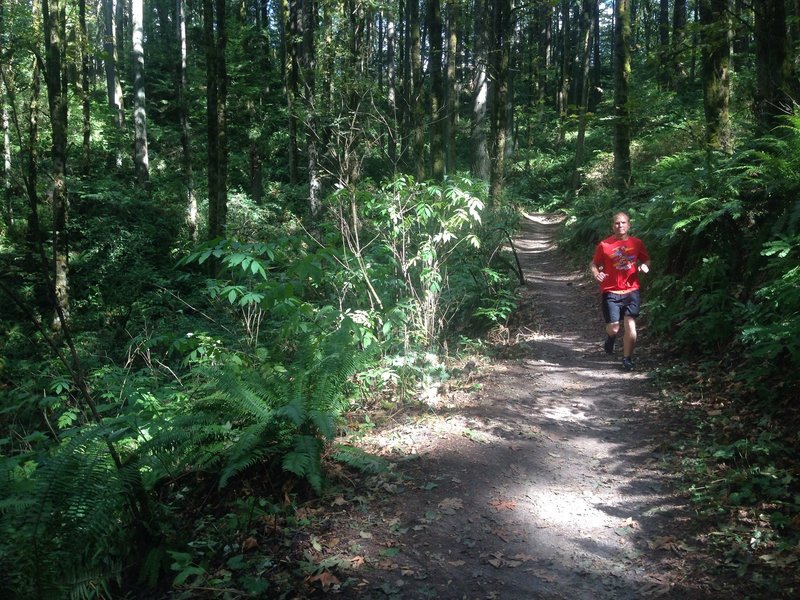 A runner passes near the 11.5 mile marker on the Wildwood Trail, just below Fire Lane 1. The trail is popular for both hiking and running as it runs the length of  elevation and Forest Park and offers a wide variety of nature. Bill Cunningham Photo