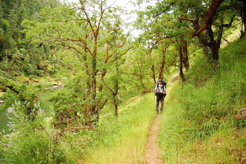 Early season greenery on the Rogue