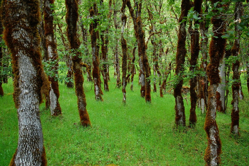 Cool forest on the Rogue River