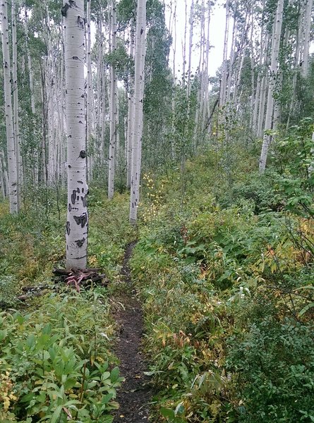 Mature aspens line most of this enjoyable trail