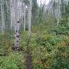 Mature aspens line most of this enjoyable trail