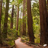 Muir Woods Main Trail