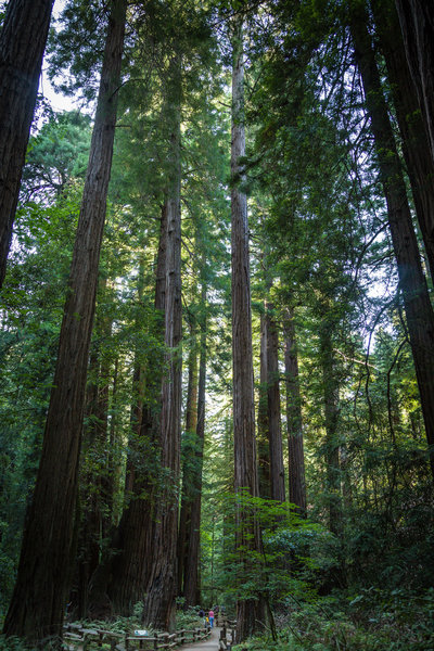 Muir Woods, Marin County, CA