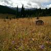 Lots of logged tree stumps in this field