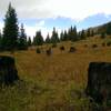 Evidence of past logging operations.