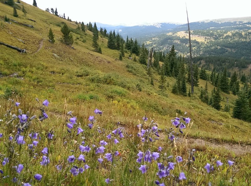 Views to the south from the Logger's Trail