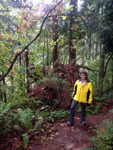 A woman stops to check out the beauty of the Linnton Trail. Behind her is the root system of a fallen Douglas fir.