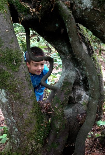 A boy checks out the exposed root system of a Western hemlock. The tree had grown on a host log that has rotted away.