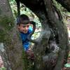 A boy checks out the exposed root system of a Western hemlock. The tree had grown on a host log that has rotted away.
