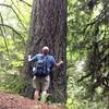 A hiker checks out the dimensions of an old-growth Douglas Fir. Fire Lane 10 offers a variety of trees and elevation change.