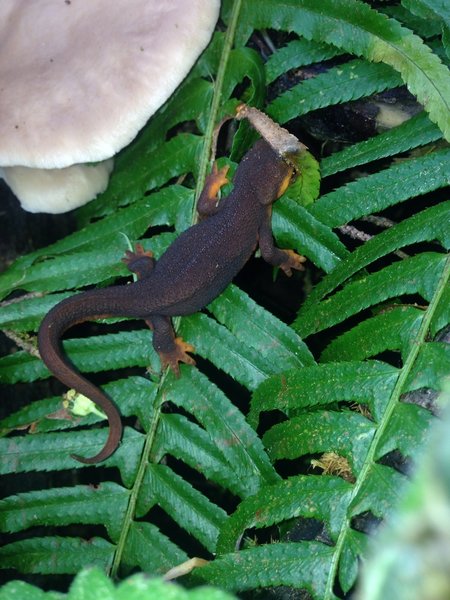 A rough-skinned newt thinks it is hiding from the camera. These newts are brown with an orange underside and emit a very toxic chemical. The should be left alone and not be picked up or touched.