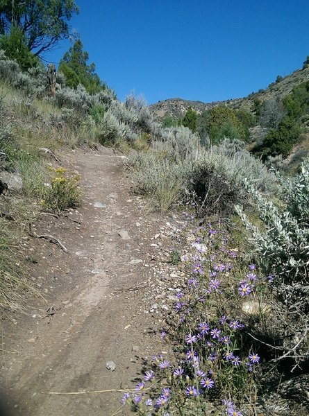 Some late season wildflowers along the ASC