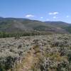 A clump of aspen trees in the distance break up the parched landscape