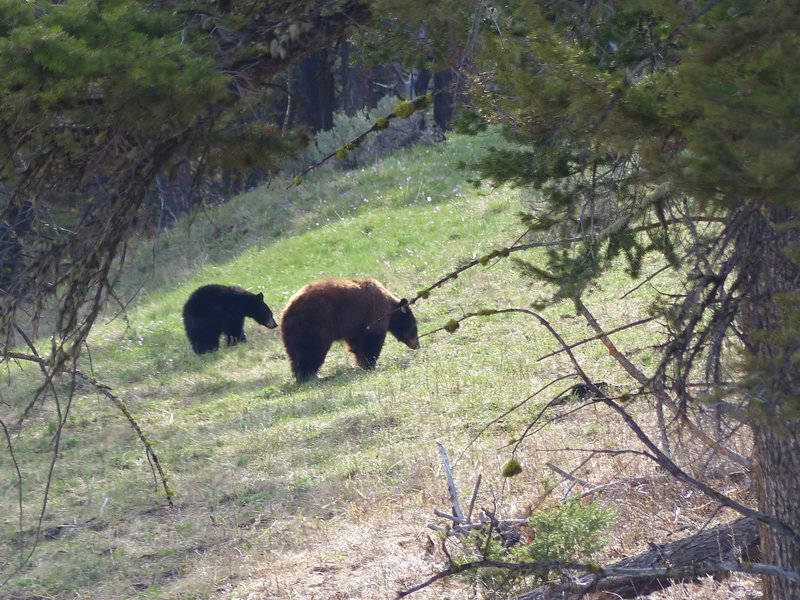 Black bear family