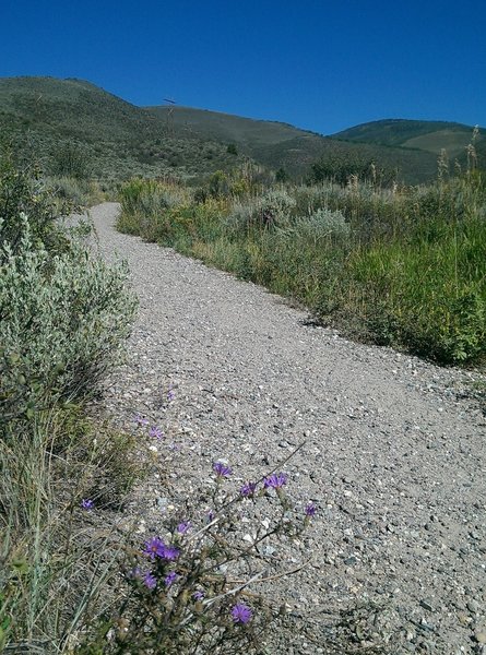 Nearly at the top of the June Creek Trail, looking north.