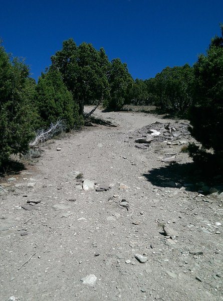 Wide steep trail heading up into a grove of cedars.