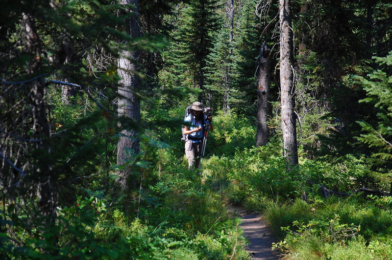 Hiking along Mountain Ash Creek.