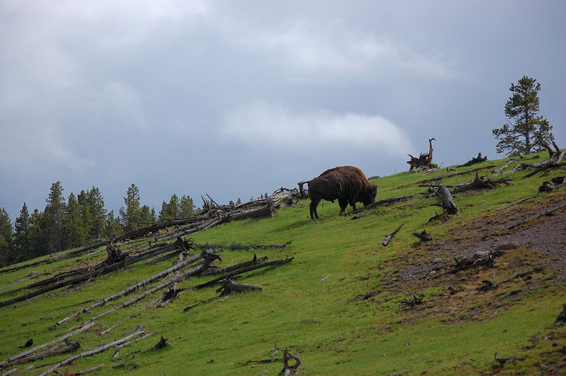 Hey there, Bison!