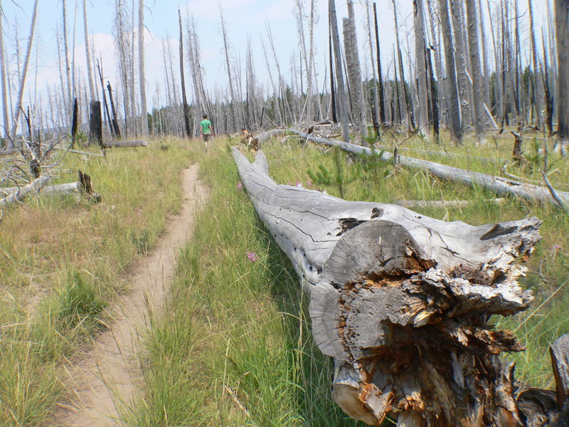 The Fire at Yellowstone